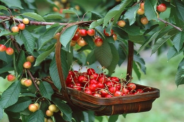 canasta de cerezas