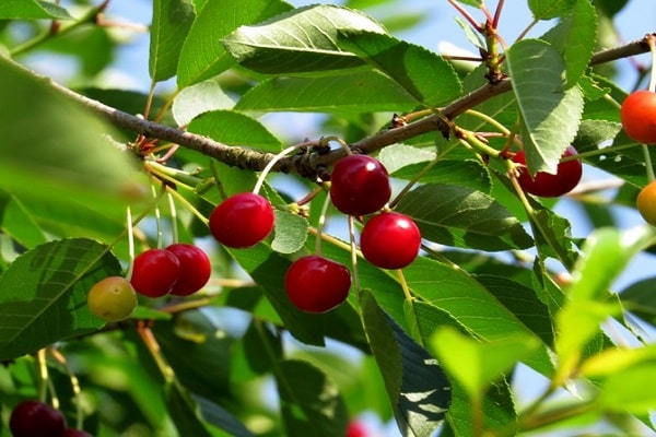 ripe berries