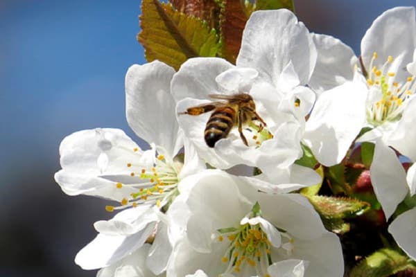 abeille pollinise