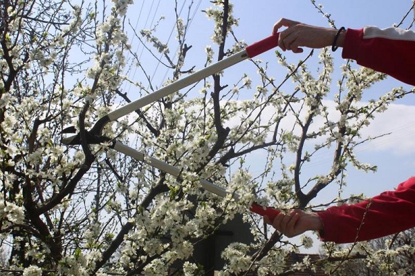 pruning