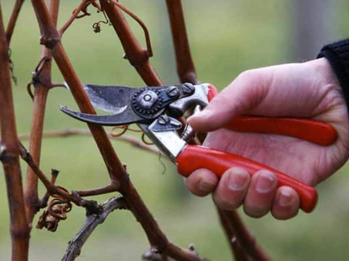 pruning grapes