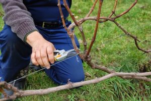 Cómo podar adecuadamente las uvas en primavera, verano y otoño de brotes innecesarios para principiantes