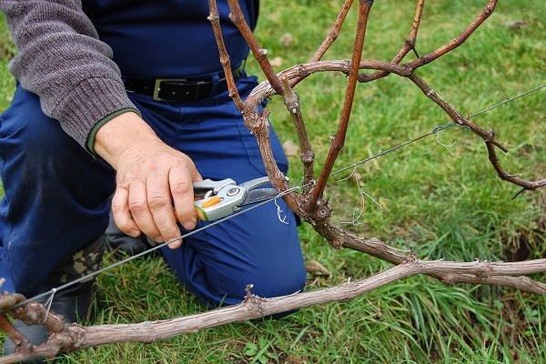 raccourcir la vigne