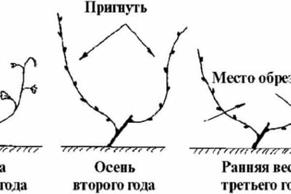 common schemes