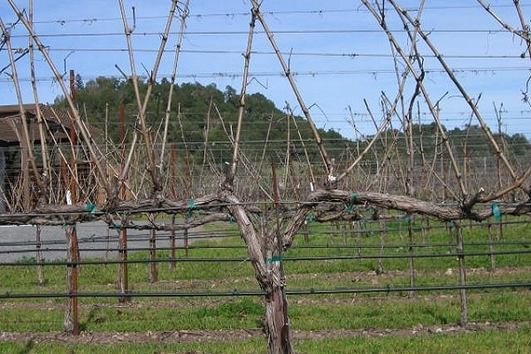 grape bushes