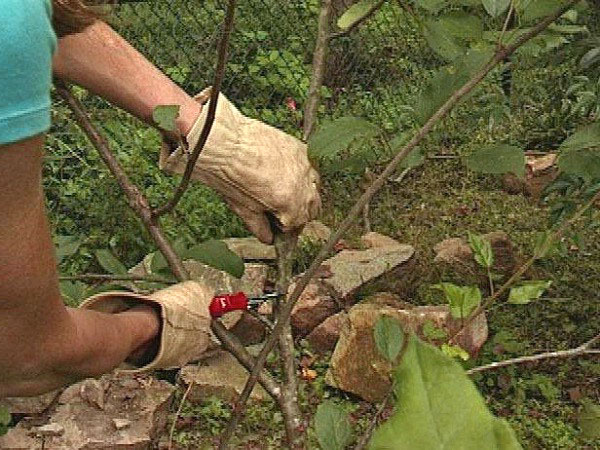 taille des cerises