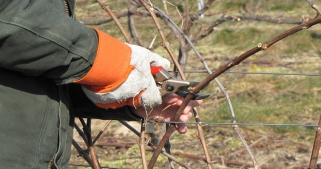 pruning grapes