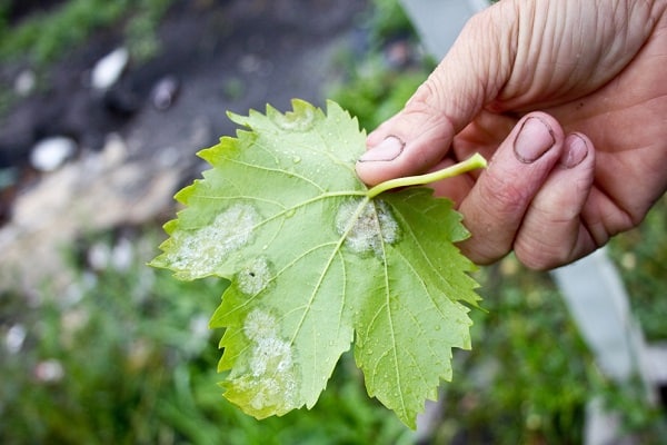 tumbuhan oidium