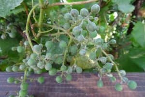 Cómo lidiar con el mildiú polvoriento (mildiú polvoriento) en las uvas con medios populares y químicos, mejor para procesar