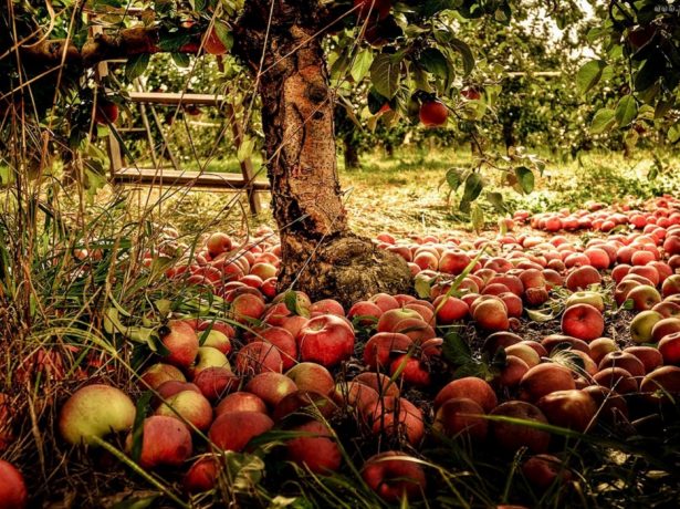 manzanas cayendo