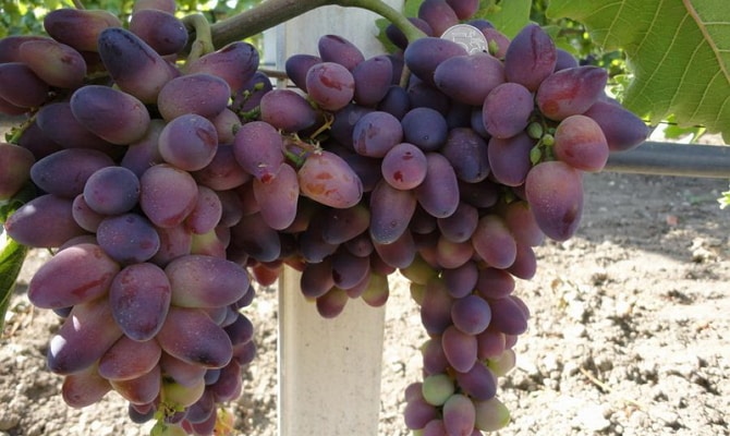 baikonur grapes