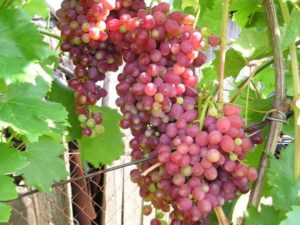 Description and characteristics of Luchisty Kishmish fruit grapes, ripening terms