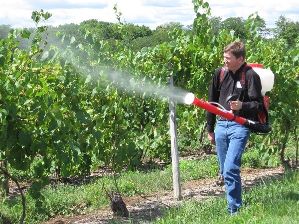 grape processing