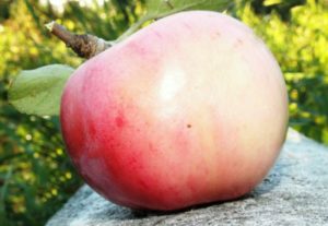 Description and characteristics of the summer apple variety Orlovsky pioner