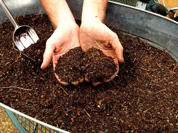 fertilizer for apricots