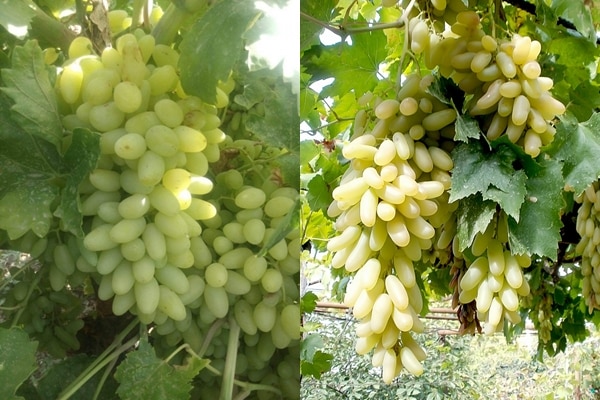 grape bushes ladies fingers