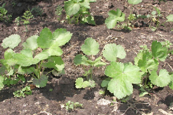 growing parsnips