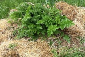 Cultivo de chirivías, plantación y cuidado en campo abierto en el país, las principales variedades de cultivo.