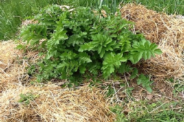 bushes of greenery