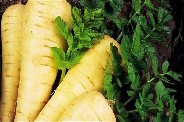 white carrot