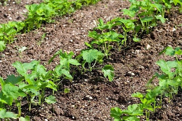 plant beds