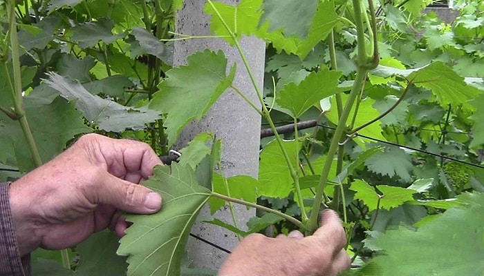 removal of shoots