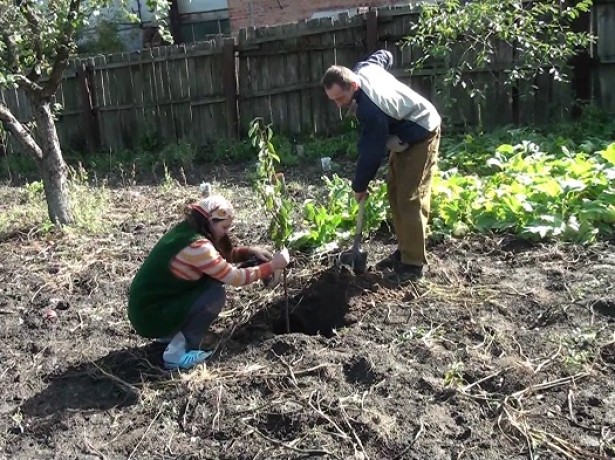 cherry transplant