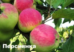 Description de la variété de pomme Persianka, caractéristiques de rendement et régions de croissance