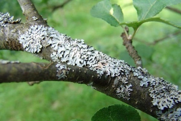 mold on the apple tree