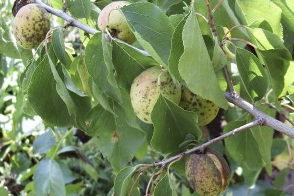 Sebab yang paling biasa mengapa aprikot dapat menumpahkan buah-buahan hijau dan cara merawatnya