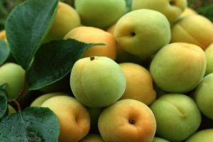 The most common reasons why apricots can shed green fruits and how to treat them