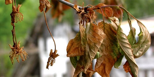 cereza seca