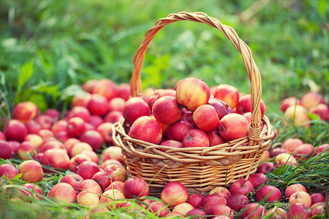 apples on the ground