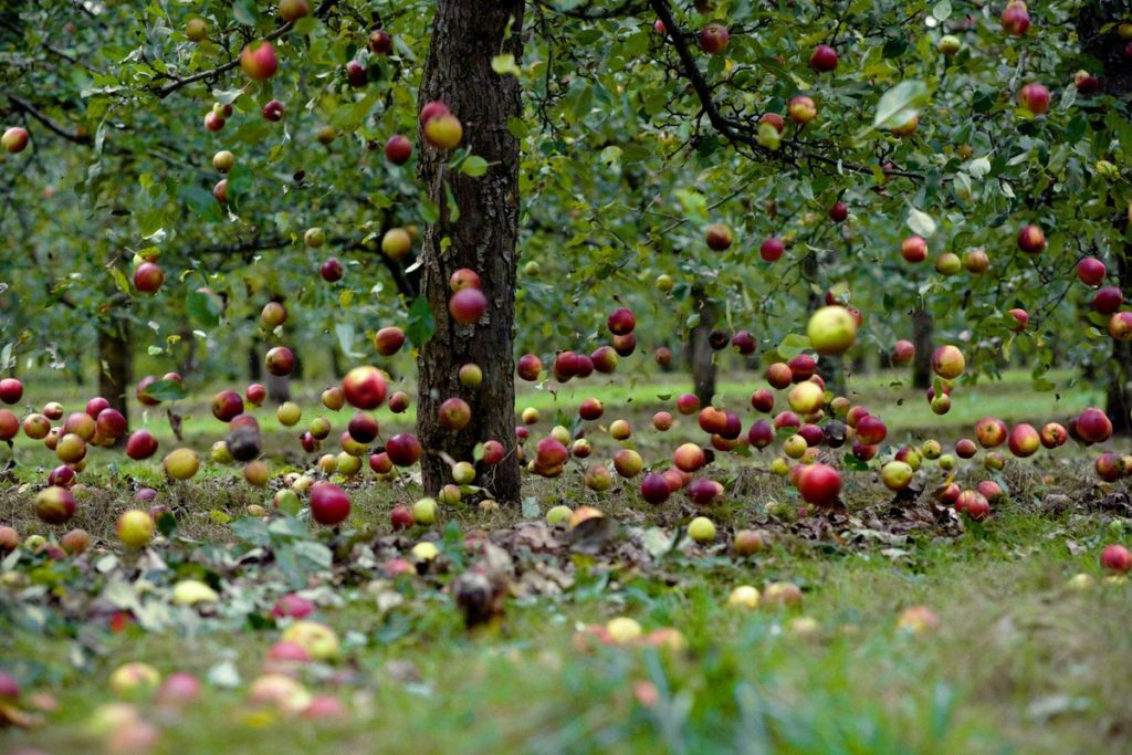 manzanas cayendo