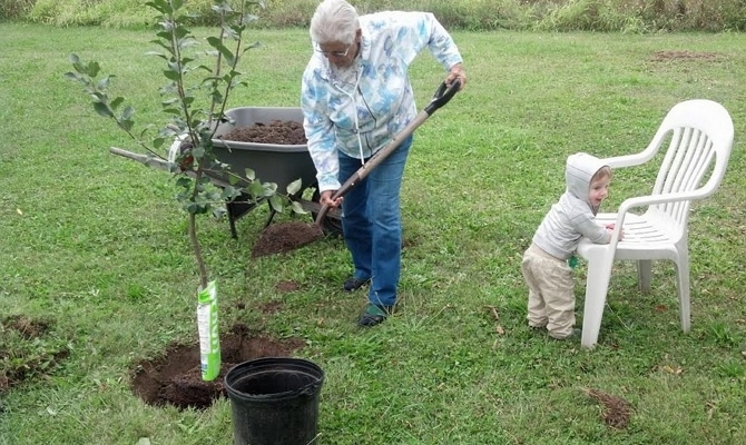 planting an apple tree