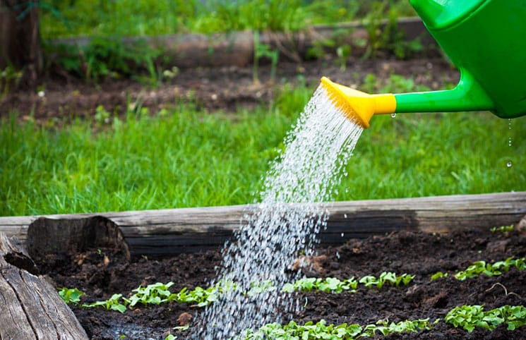 watering watermelon