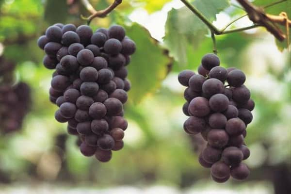 types of grapes