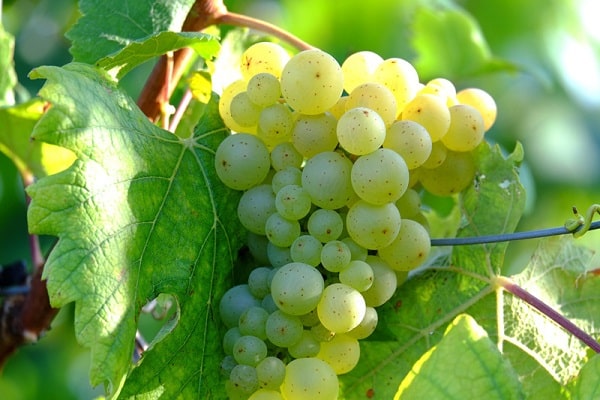 white vine