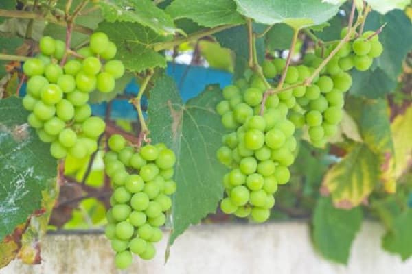 white grapes