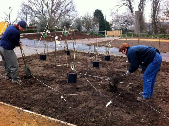 planter des cerises