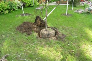 Cómo cultivar correctamente las cerezas en el jardín, la elección de las plántulas y los lugares, el cuidado.