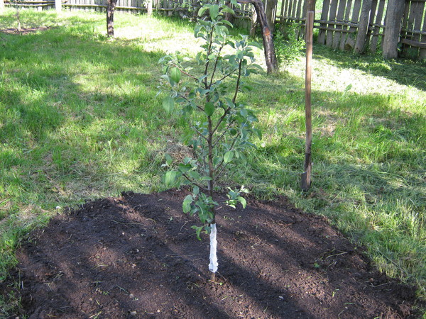 un arbre planté