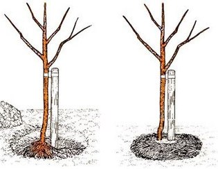 kirsikoiden istuttaminen