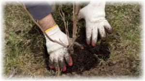 Comment et quand est-il préférable de planter un pommier avec un système racinaire fermé et ouvert, la distance entre les semis