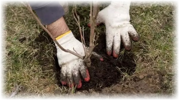 planting an apple tree