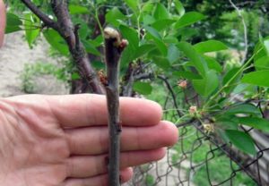 Quoi et comment greffer un abricot avec des boutures fraîches pour les débutants et est-ce possible