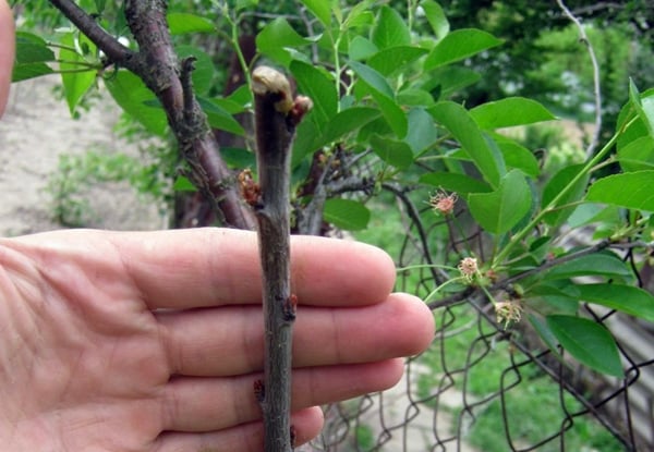 apricot branch