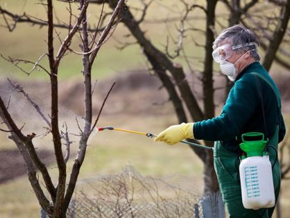  spray the crown of a tree