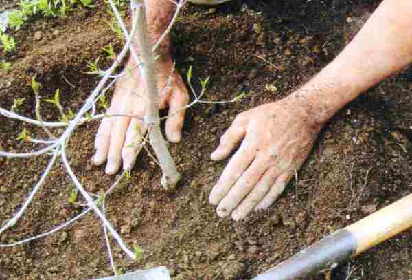 planting an apple tree