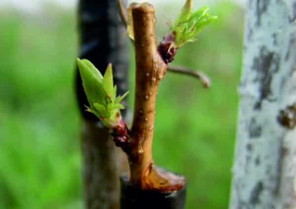 grafting apricot